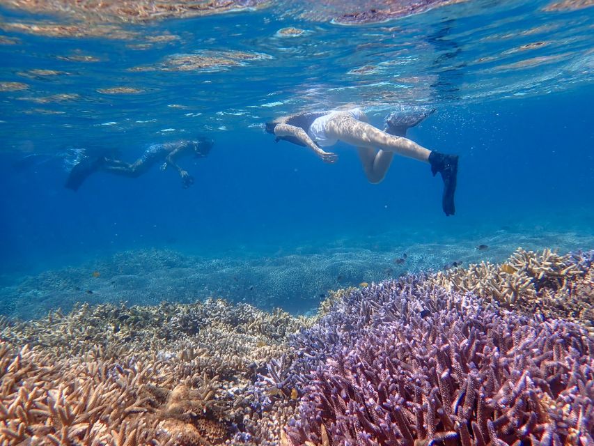 Ishigaki Island: Boat Snorkeling Tour at Phantom Island - Speedboat day in Ishigaki, pickup and meeting points