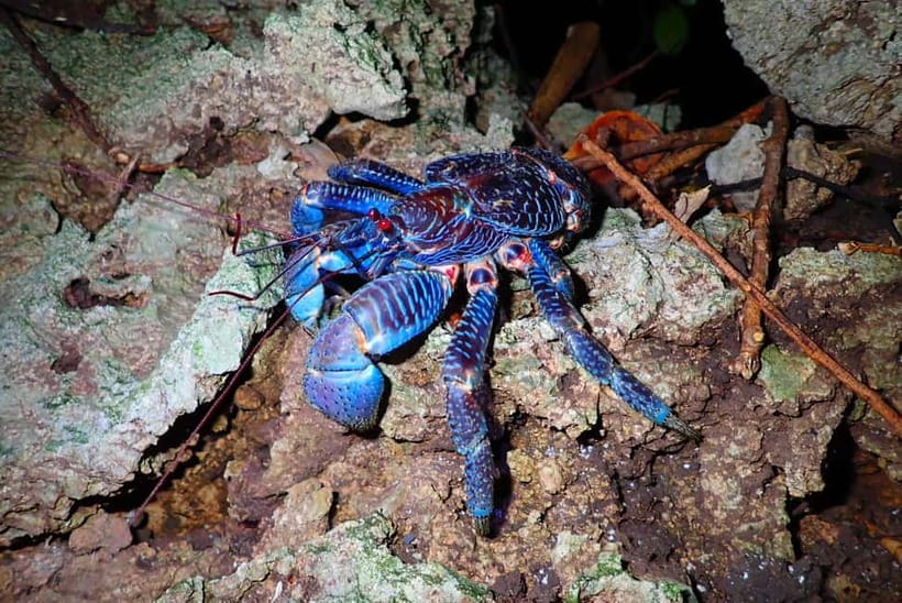 Ishigaki: Jungle Walk and Stargazing Night Tour - Key highlights that make this tour work