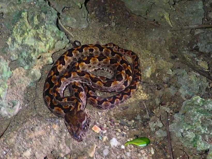 Ishigaki: Jungle Walk and Stargazing Night Tour - The nighttime wildlife hunt: what you might spot (and why the guide matters)