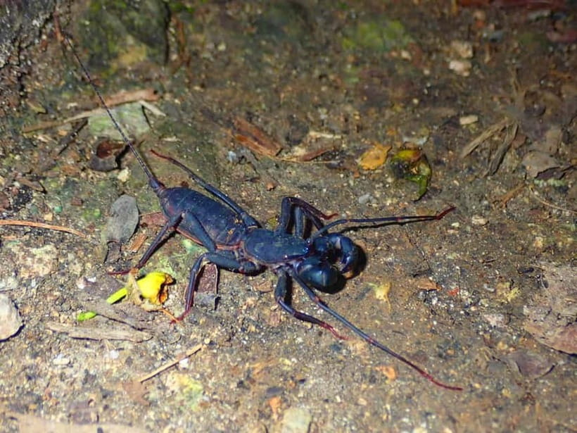 Ishigaki: Jungle Walk and Stargazing Night Tour - A cave and surprises along the way