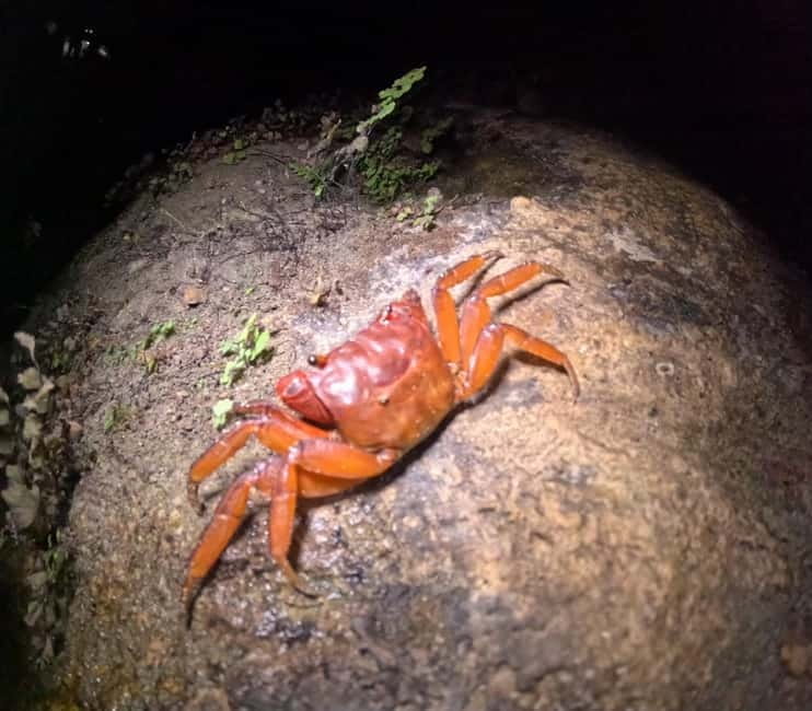 Ishigaki: Jungle Walk and Stargazing Night Tour - Pace, family fit, and safety rules that shape the experience