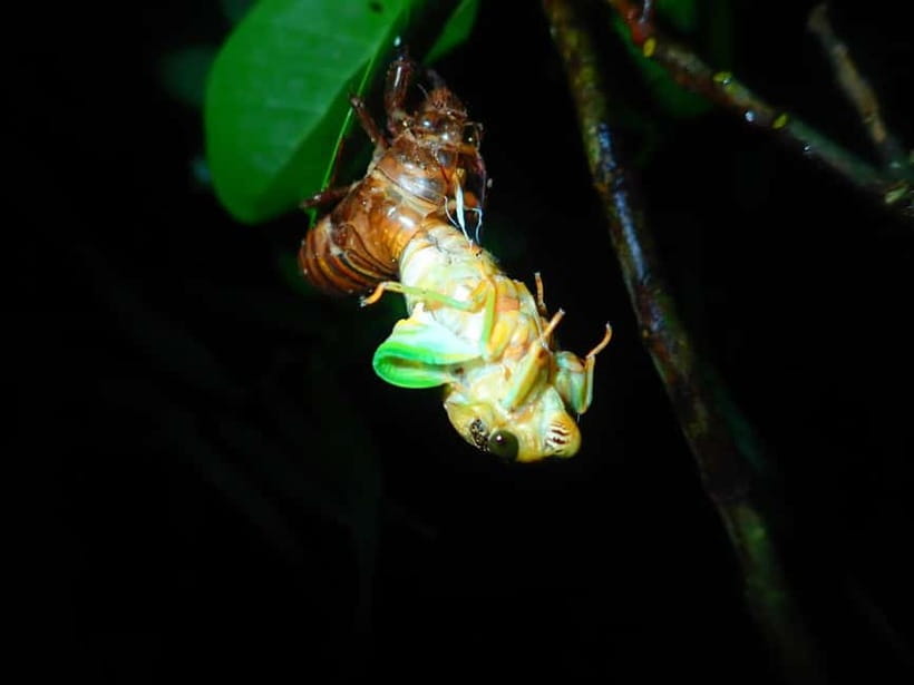 Ishigaki: Jungle Walk and Stargazing Night Tour - Price and value: why $31 makes sense for this kind of night