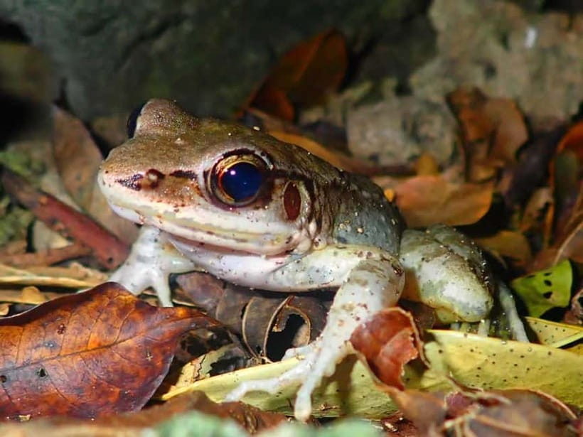 Ishigaki: Jungle Walk and Stargazing Night Tour - The west-side jungle transfer and night-walk setup