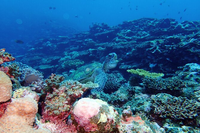[Ishigaki]Mangrove SUP/Canoe + Blue Cave Snorkeling - Should You Book This Ishigaki Mangrove SUP and Blue Cave Tour?