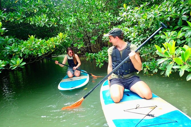[Ishigaki]Mangrove SUP/Canoe + Blue Cave Snorkeling - Guide and Photos: The Part You Feel After You Leave
