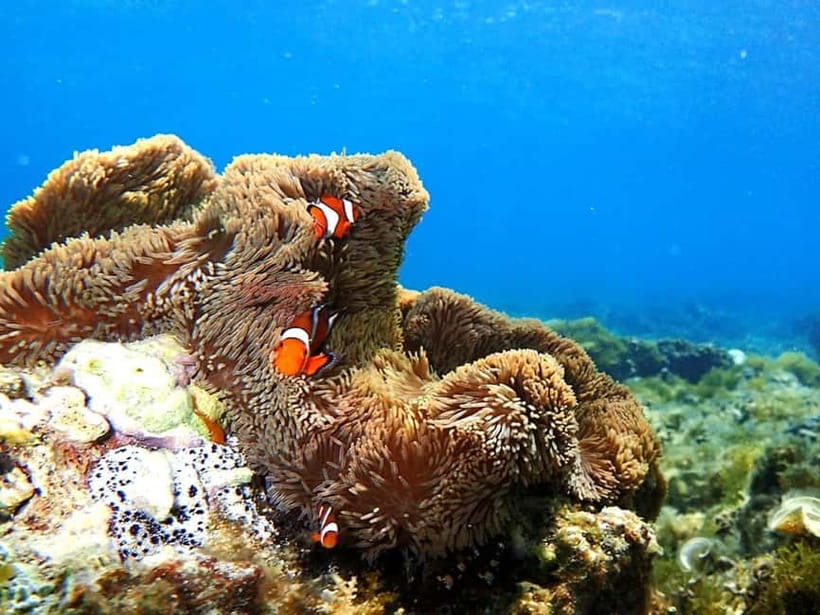 Ishigaki: Mangrove SUP or Canoe & Phantom Island Snorkeling - Who should book this Ishigaki tour, and who should skip it