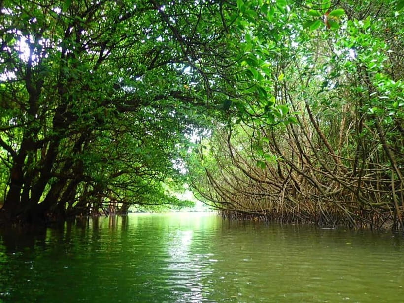Ishigaki: Mangrove SUP or Canoe & Phantom Island Snorkeling - The morning speedboat, Hamahiga Island photo stop, and snorkeling time