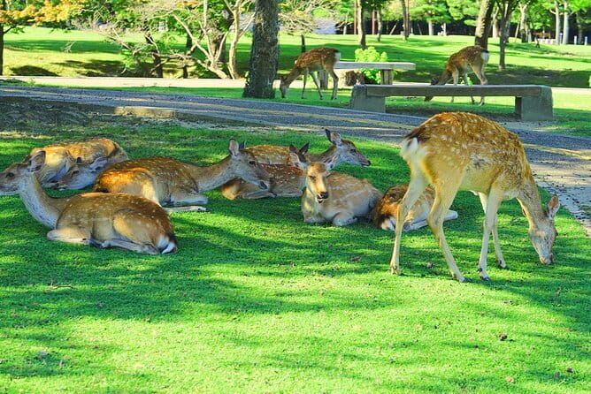 Kyoto and Nara UNESCO Highlights Full-day Tour From Osaka - Price and value at $62.75, what you’re really buying