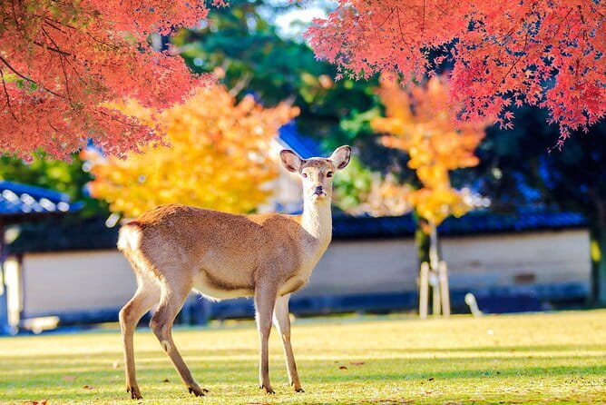 Kyoto and Nara UNESCO Highlights Full-day Tour From Osaka - Nara Park at 4pm: deer encounters and crowd control for families