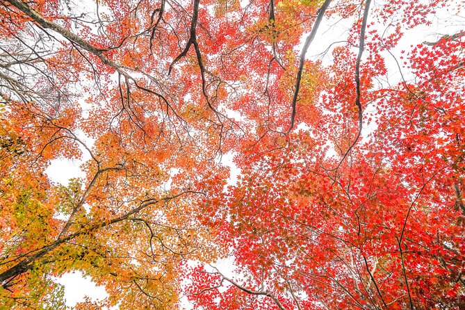 Kyoto Arashiyama Bamboo forest & Garden Half-Day Walking Tour - Sagaogurayama Donomaecho: where you practice calm walking