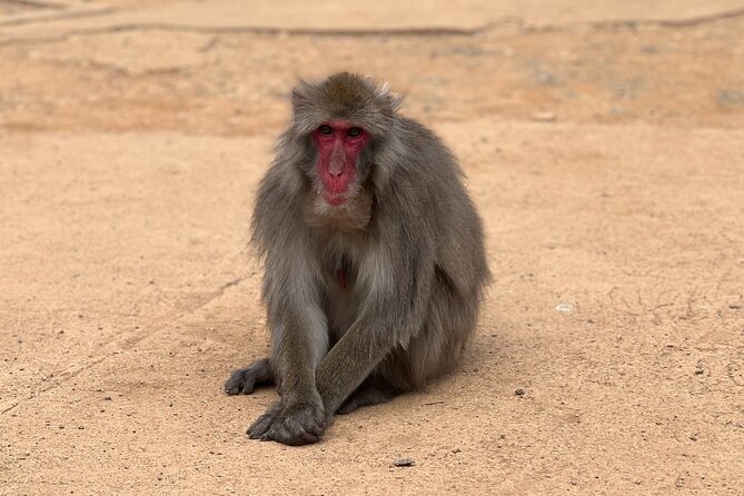 Kyoto: Arashiyama Bamboo Forest, Monkeys, Matcha & Temple Tour - Togetsu-kyo Bridge: the iconic photo stop done right