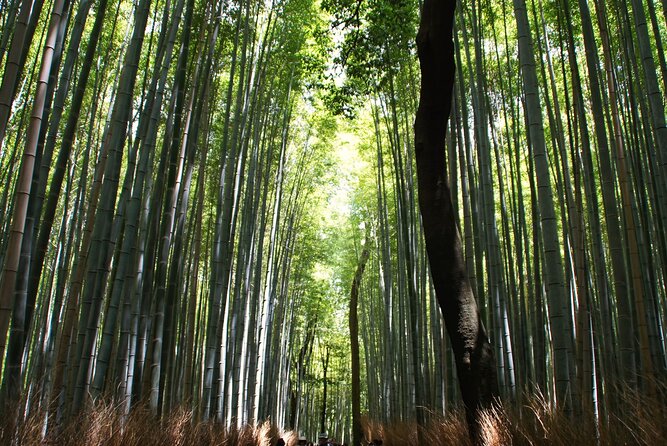 Kyoto: Arashiyama Bamboo Forest, Monkeys, Matcha & Temple Tour - Monkey Park Iwatayama: wild macaques and Kyoto city views