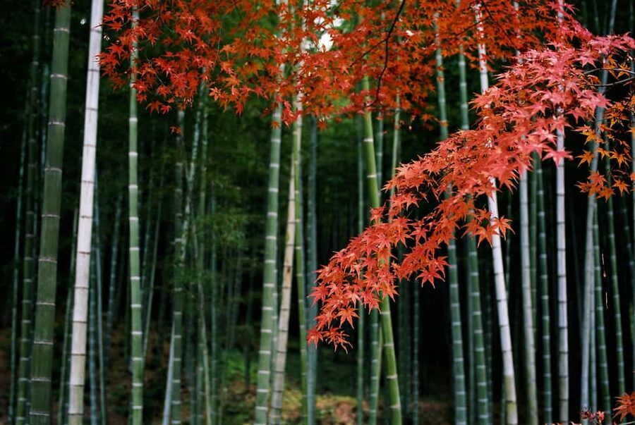 Kyoto: Arashiyama Bamboo, Togetsukyo bridge, Sanso, and more - Meeting at Tully’s Coffee and Getting Everyone Moving