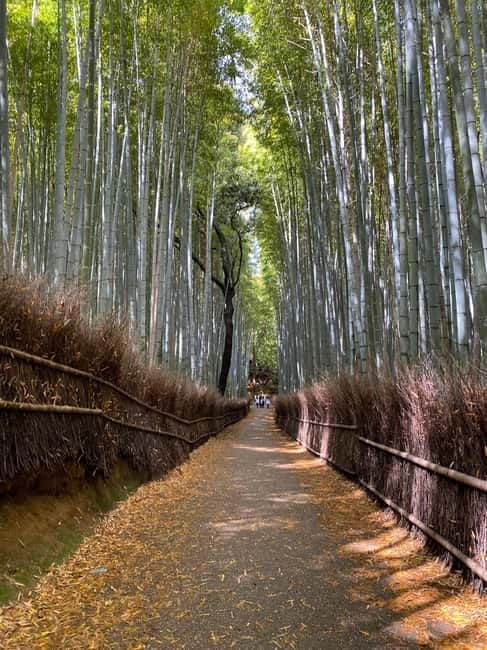 Kyoto: Arashiyama Guided Tour, Bamboo, Monkey, Zen Temple - FAQ