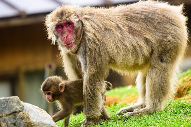 Kyoto Arashiyama Walking Tour: Bamboo, Monkeys, Gardens & Secrets - Arashiyama Without the Maze: Why this guided walk is worth it