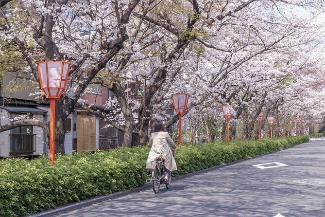 Kyoto E-Bike Tour of Hidden Gems, Backstreets and Temples - E-bike Kyoto in 4 hours: the quick way to see what matters