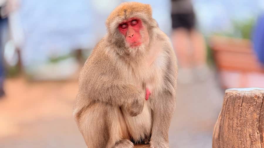 Kyoto: Fushimi, Arashiyama - Bamboo, Monkey, Torii & Secrets - Price and value: what $88 actually buys you