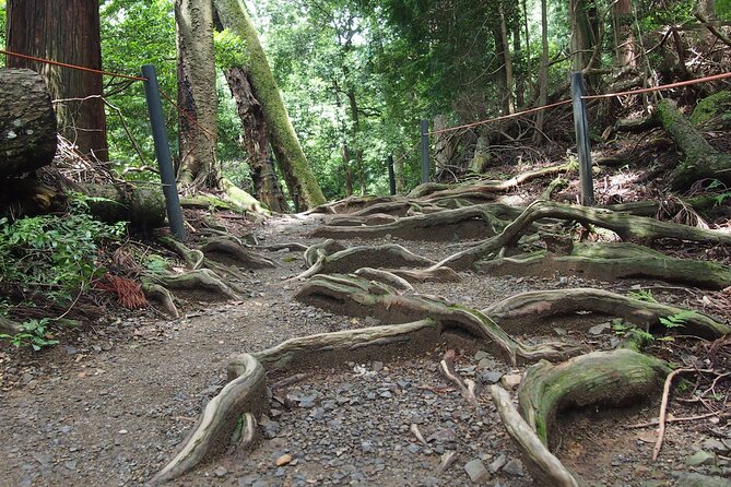 Kyoto Hiking Tour: The Nature and Legends of Kurama and Kibune - Who this tour suits best