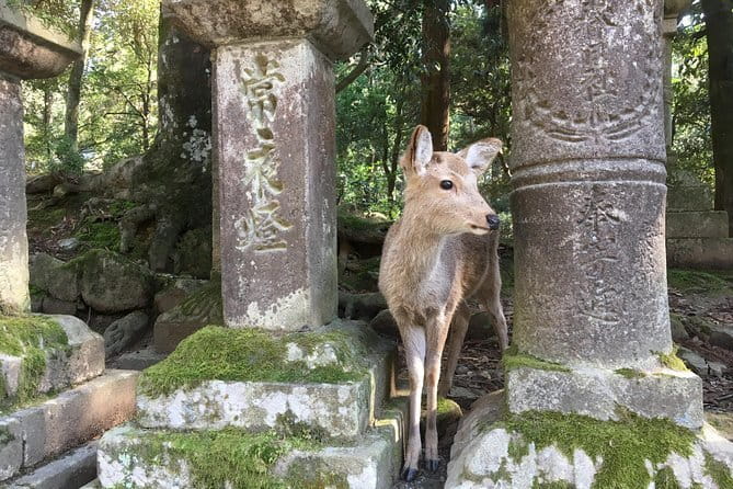 Kyoto & Nara Private customized tour with English speaking Guide - Fushimi Inari-taisha: torii gates done your way
