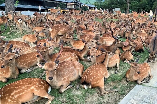 Kyoto & Nara Private Tour from Osaka Kyoto Hotel Pick-up - Key takeaways before you go