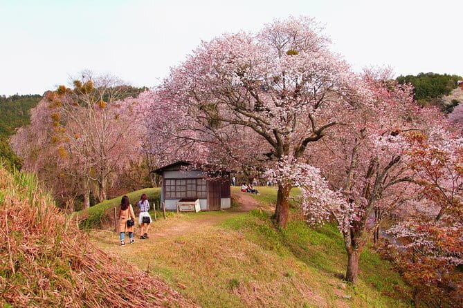 Kyoto & Nara Private Tour from Osaka Kyoto Hotel Pick-up - Price and what you actually get for $266.85