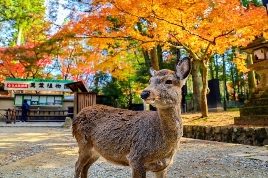 Kyoto: Nara & Traditional Matcha Experience Bus Tour - Key highlights you will feel in your day