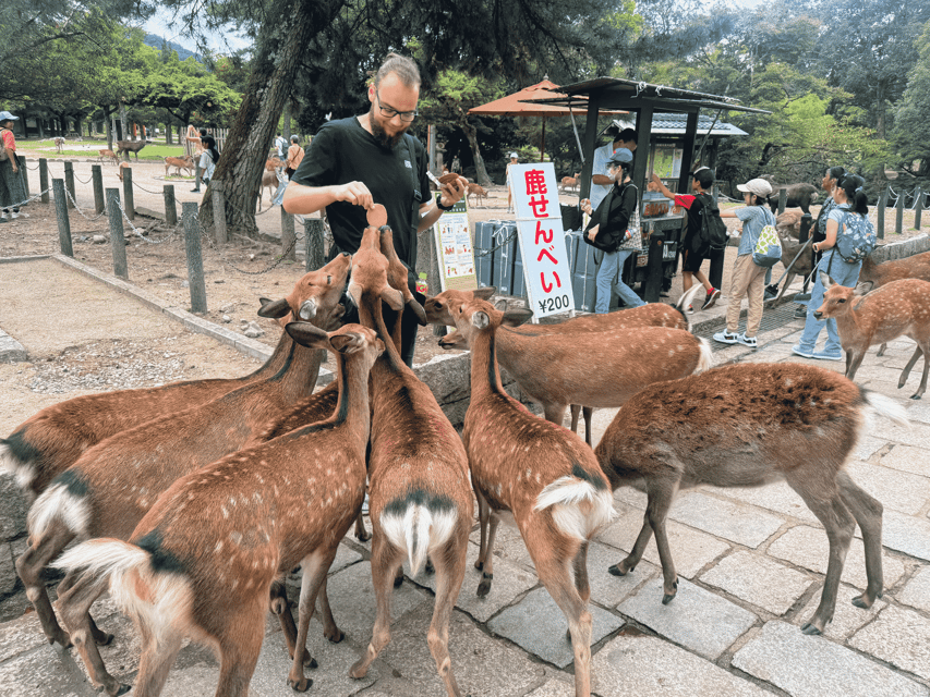 Kyoto: Nara & Traditional Matcha Experience Bus Tour - Nara Park deer time: magic, photos, and the reality check