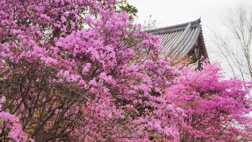 Kyoto: Ninnaji Temple Entry Ticket - Quick hits before you go