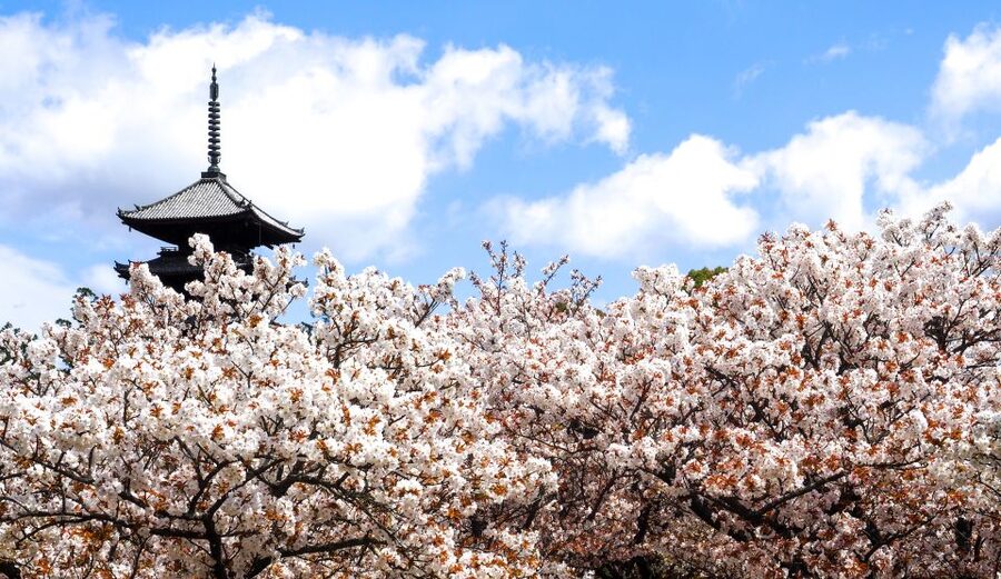 Kyoto: Ninnaji Temple Entry Ticket - Taking the Omuro Pilgrimage course for a focused, nature-led walk