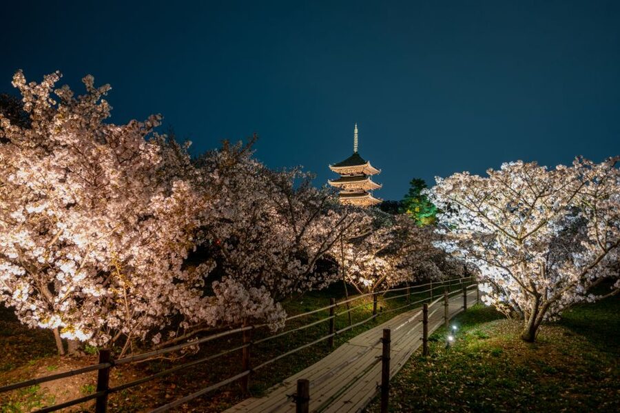 Kyoto: Ninnaji Temple Entry Ticket - How long should you plan, really?