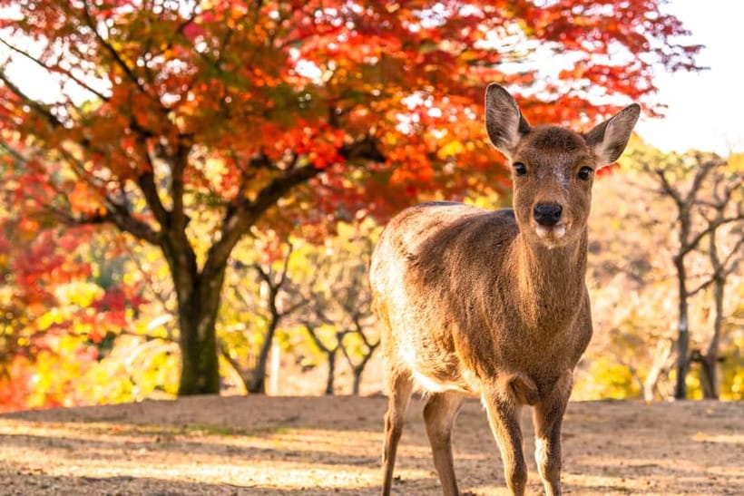 Kyoto/Osaka: Kinkakuji, Bamboo Forest, and Nara Deer Park - Key Takeaways for Kyoto and Nara in One Day