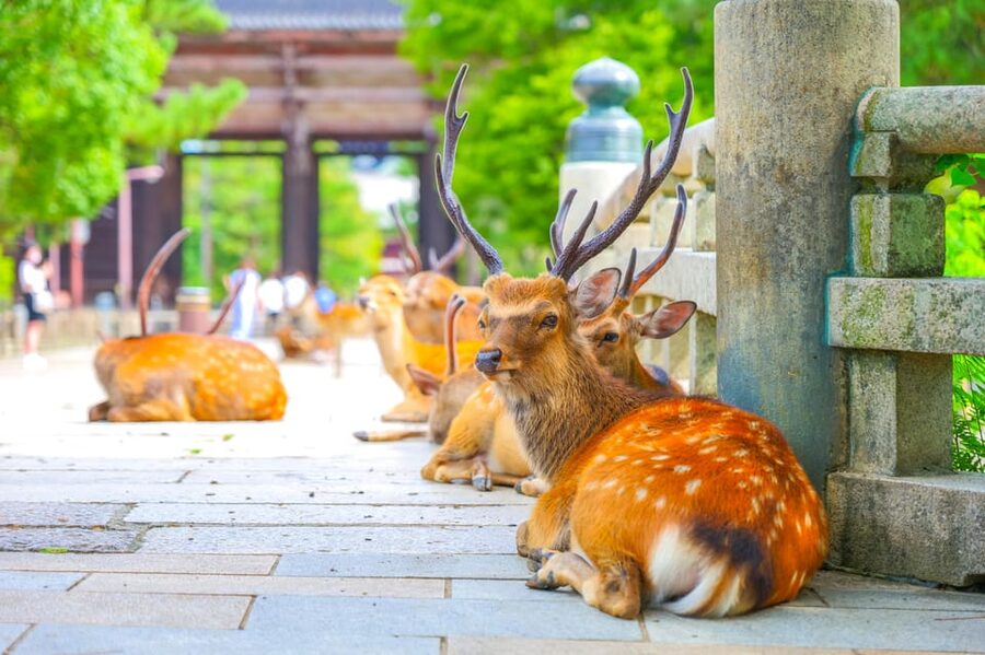 Kyoto/Osaka: Kinkakuji, Bamboo Forest, and Nara Deer Park - Nara Park Deer Feeding: Fun, Rules, and a Little Comic Timing