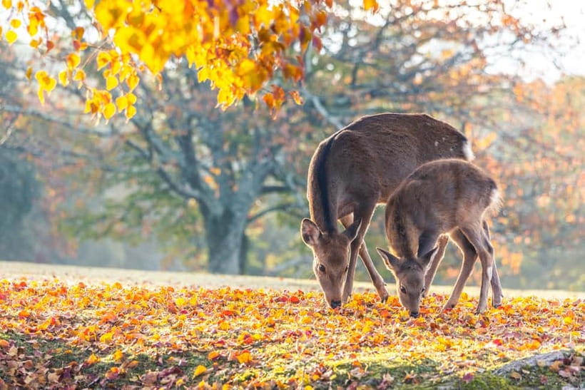 Kyoto/Osaka: Kinkakuji, Bamboo Forest, and Nara Deer Park - Price and Logistics: What You Actually Pay For