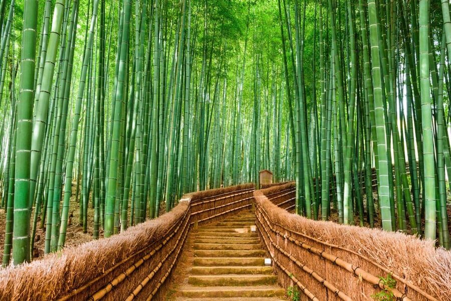 Kyoto/Osaka: Kyoto and Nara Customized Private Guided Tour - Price and value: is $477 per group a smart deal?