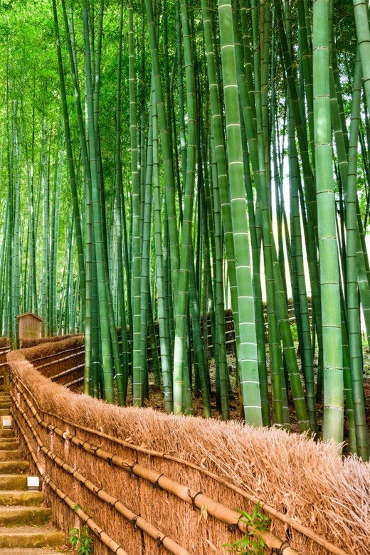 Kyoto/Osaka: Kyoto and Nara Customized Private Guided Tour - What to pack and how to pace yourself