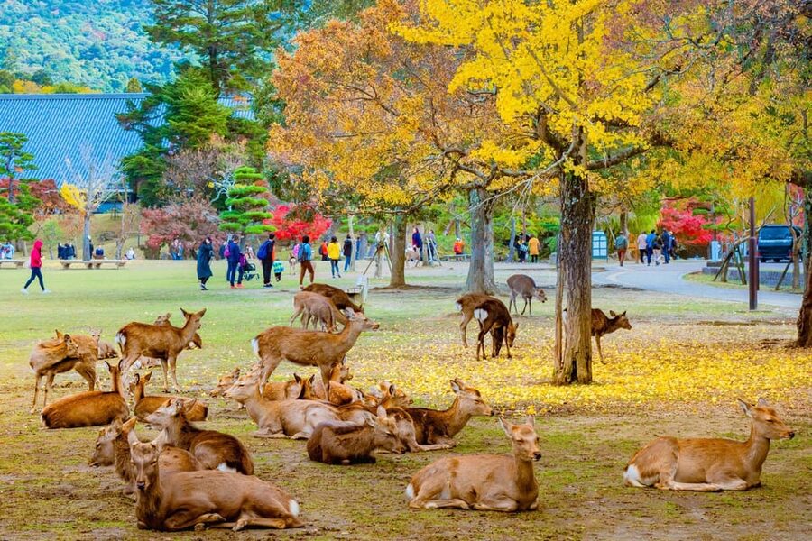 Kyoto/Osaka: Kyoto and Nara Customized Private Guided Tour - Arashiyama Bamboo Forest and Kinkaku-ji: your morning “wow” loop