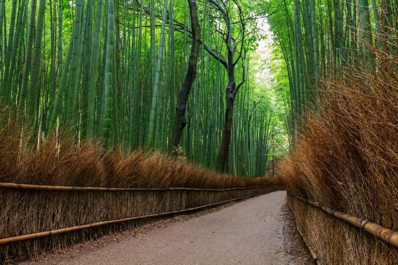 Kyoto/Osaka: Nara, Fushimi Inari Taisha, Arashiyama Bus Tour - Quick takeaways before you go
