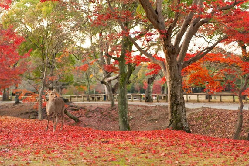 Kyoto/Osaka: Nara, Fushimi Inari Taisha, Arashiyama Bus Tour - Arashiyama Bamboo Forest Walking Time for Zen Calm