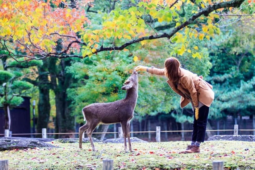 Kyoto/Osaka: Nara, Fushimi Inari Taisha, Arashiyama Bus Tour - Tenryu-ji Temple (UNESCO) as an Optional Extra Fee