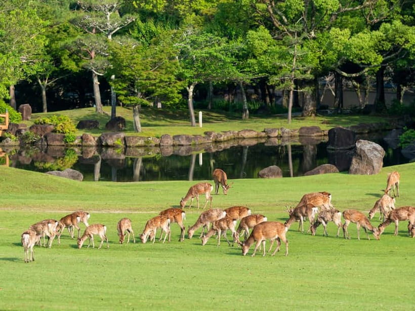 Kyoto/Osaka: Nara, Fushimi Inari Taisha, Arashiyama Bus Tour - Pacing, Crowds, and Your Best Strategy at Each Stop