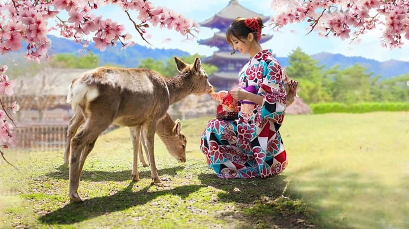 Kyoto/Osaka: Nara, Fushimi Inari Taisha, Arashiyama Bus Tour - Nara Park Deer Feeding: Shika Senbei and Etiquette