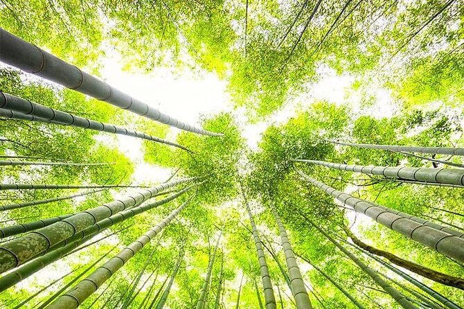 Kyoto, Osaka, Nara Private Tour by Car English Driver Guide - Nara day trip: deer, Todai-ji area highlights, Kasuga, and Naramachi