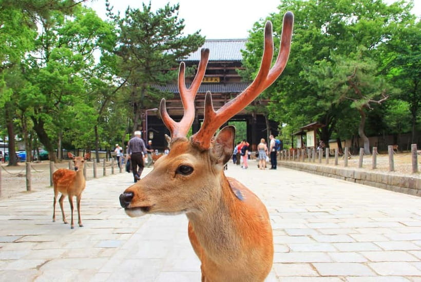 Kyoto: Private Customizable Day Tour with Guide and Vehicle - Nishiki Market for food stops and street-level Kyoto
