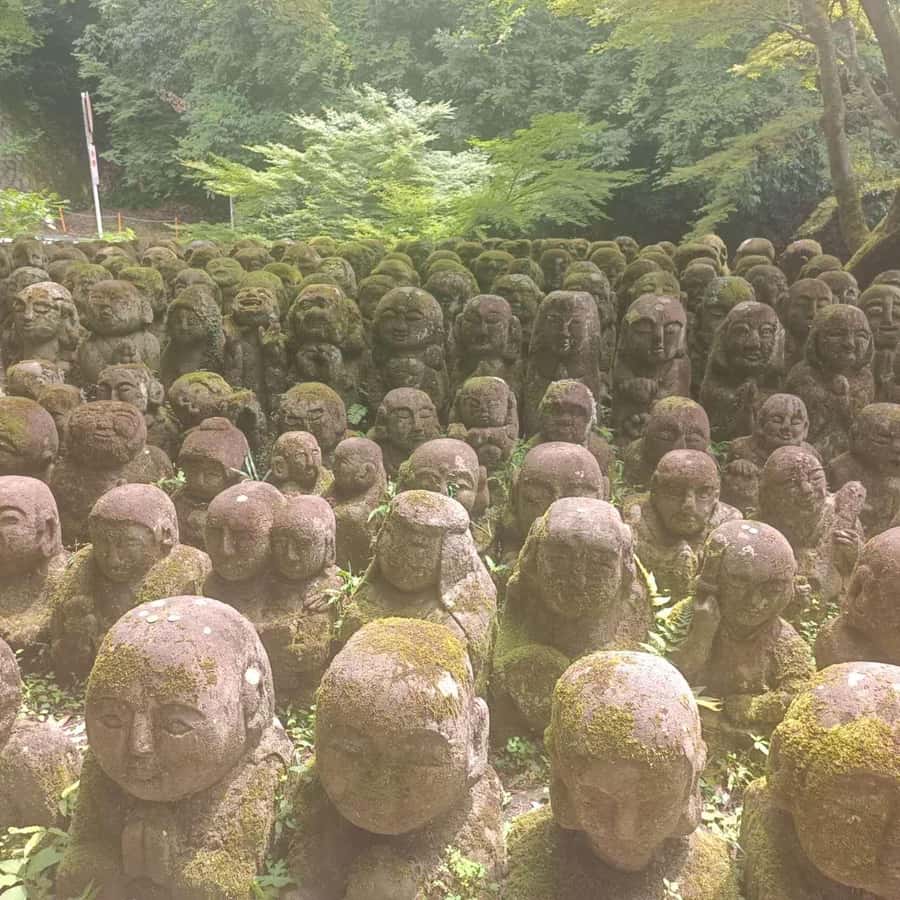 Kyoto: Private Customizable Day Trip by Car - Timing strategy: lunch and transport are built into the 10 hours