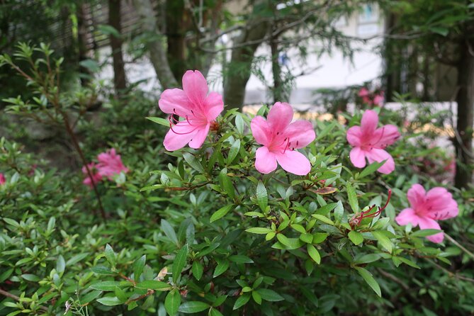 Minoh Waterfall and nature walk through the Minoh Park - Included Lunch: Why the Meal Timing Is Part of the Value