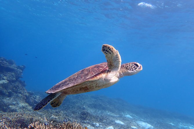 [Miyako Island/Half Day] Sea Turtle Snorkeling - Key Highlights You’ll Care About
