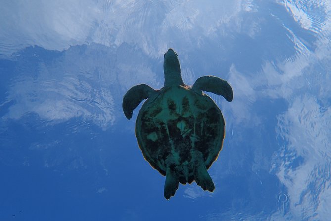[Miyako Island/Half Day] Sea Turtle Snorkeling - Guides Who Teach Clearly, Stay Patient, and Handle the Photo Moment