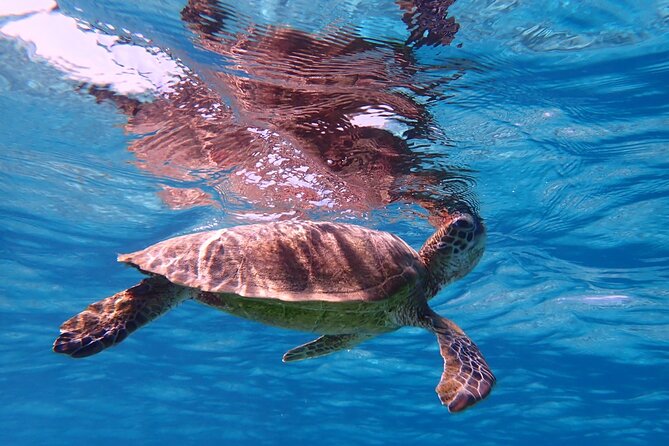 [Miyako Island/Half Day] Sea Turtle Snorkeling - Beginner-Friendliness That’s More Than Marketing