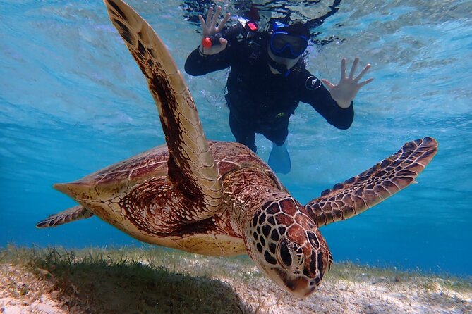 [Miyako Island/Half Day] Sea Turtle Snorkeling - Who This Tour Fits Best (and Who Should Check First)