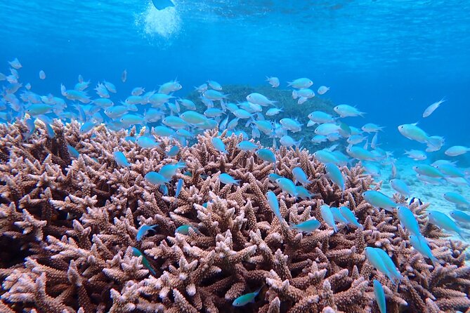 [Miyako Island/Half Day] Sea Turtle Snorkeling - Weather and Rain: How to Plan a Snorkel Day in Okinawa